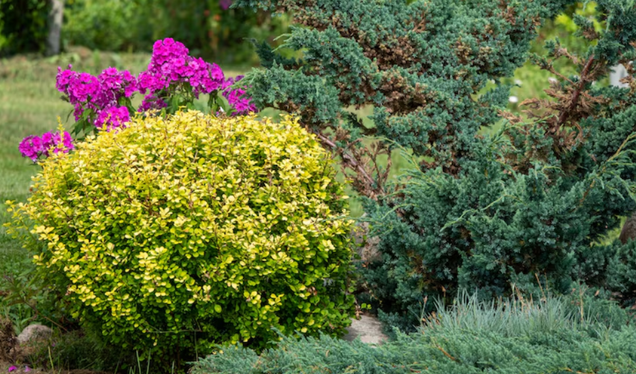 Sträucher für den Garten